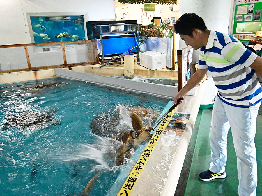 桂浜水族館のウミガメエサやり体験