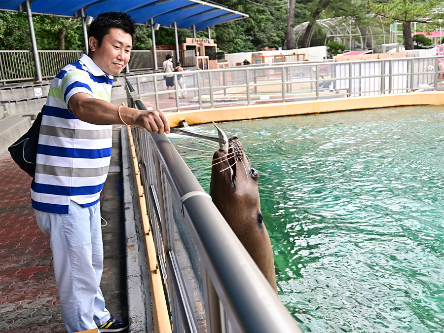 桂浜水族館のトド