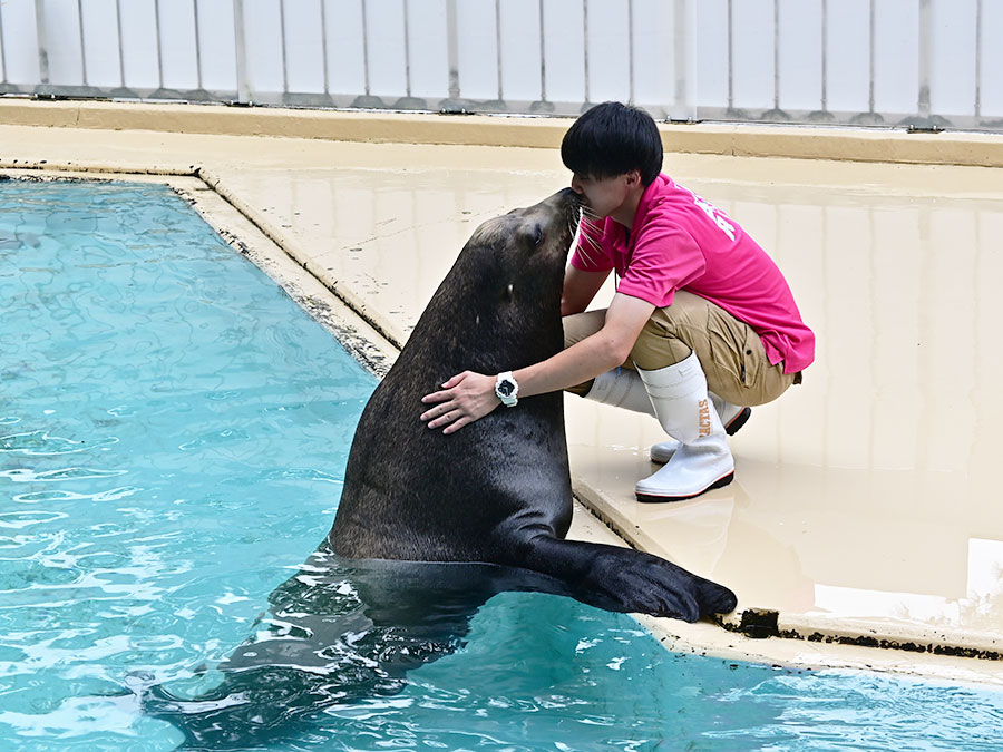 桂浜水族館のトドショー