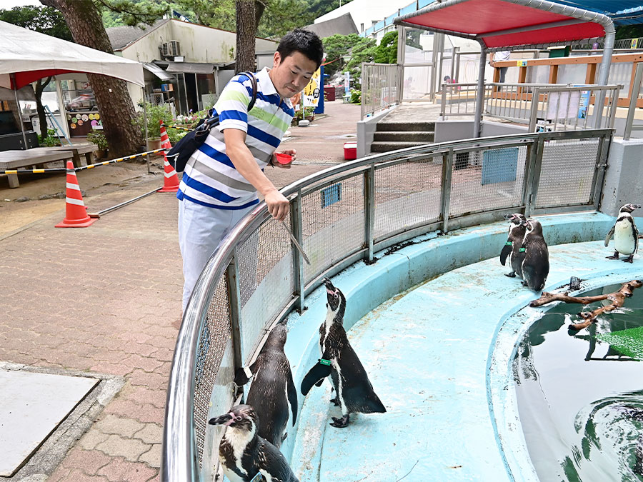 ペンギンのエサやり体験