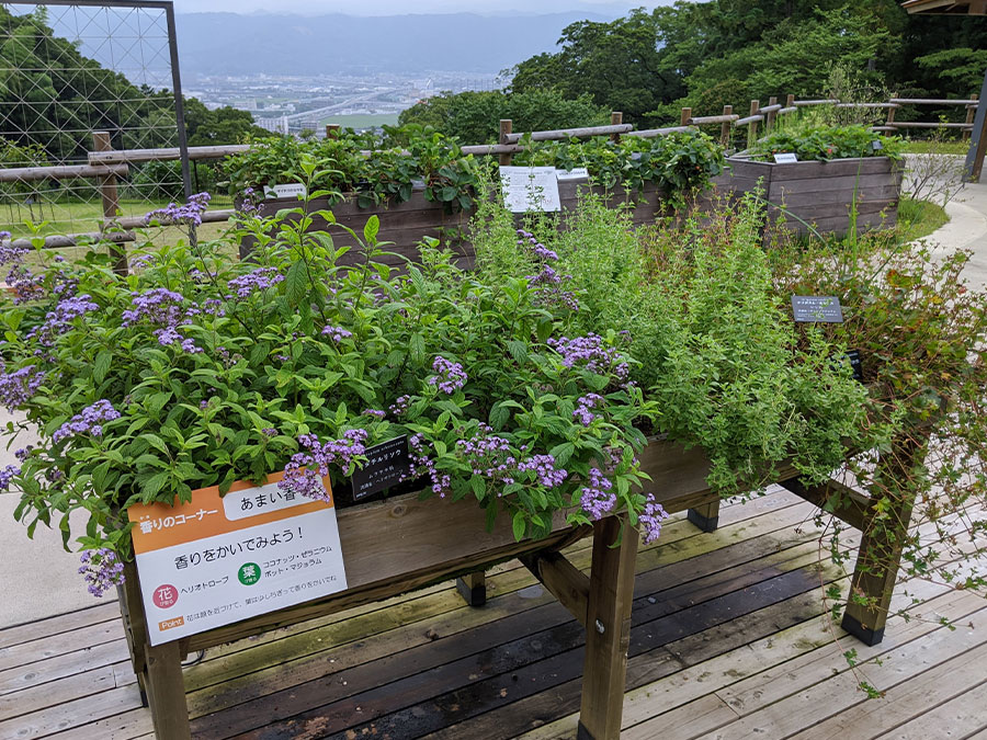 ふむふむ広場の香りのコーナー