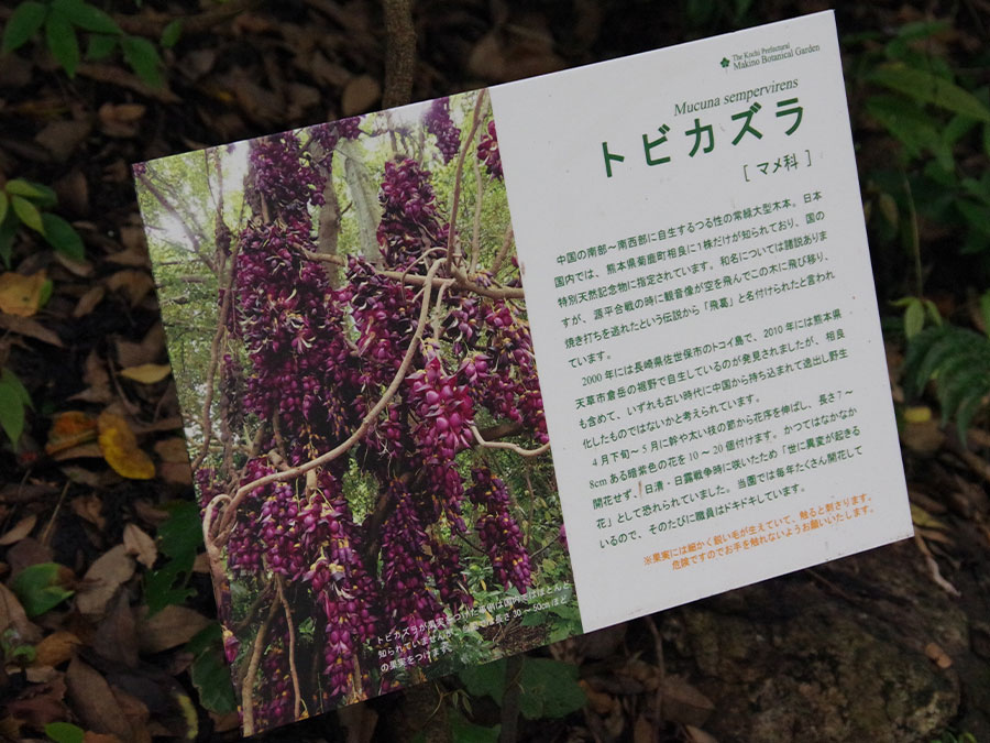 高知県立牧野植物園のトビカズラ