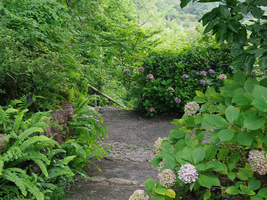 高知県立牧野植物園のアジサイ