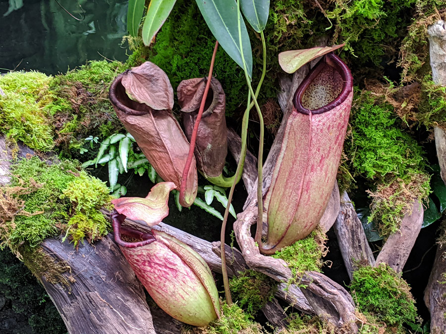 温室の熱帯植物