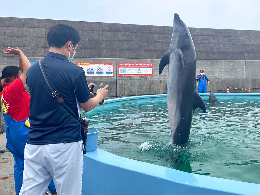 室戸ドルフィンセンターのショータイム