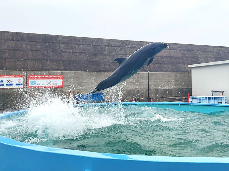 室戸ドルフィンセンターのイルカジャンプ