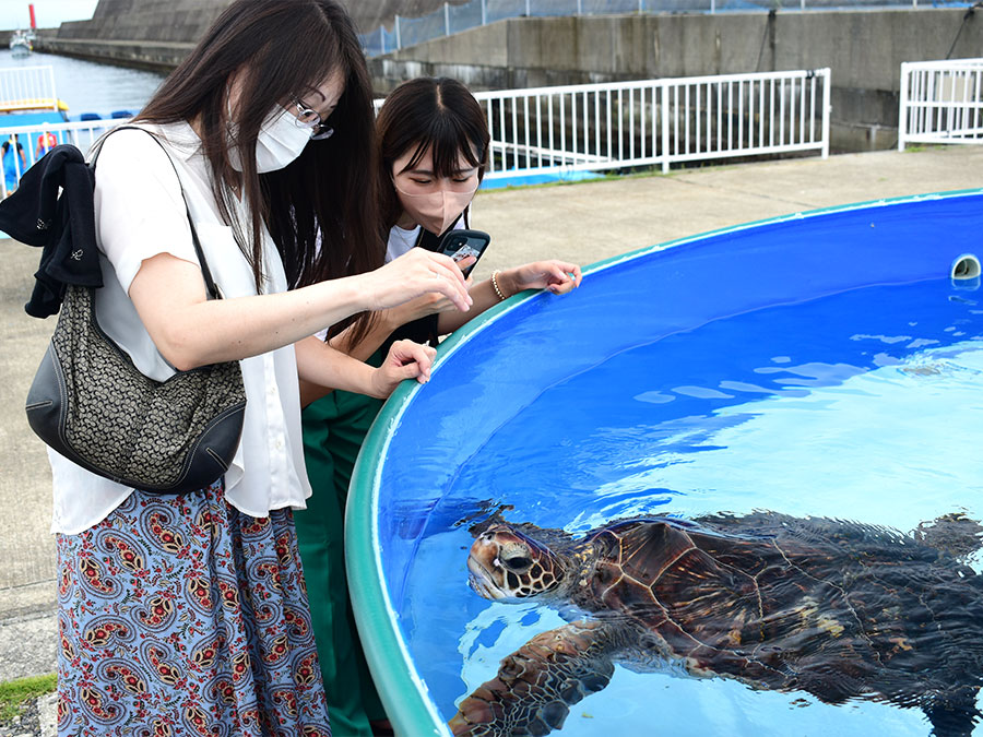 室戸ドルフィンセンターのウミガメ