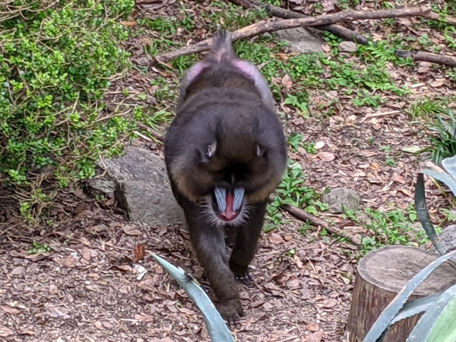 のいち動物公園のマンドリル