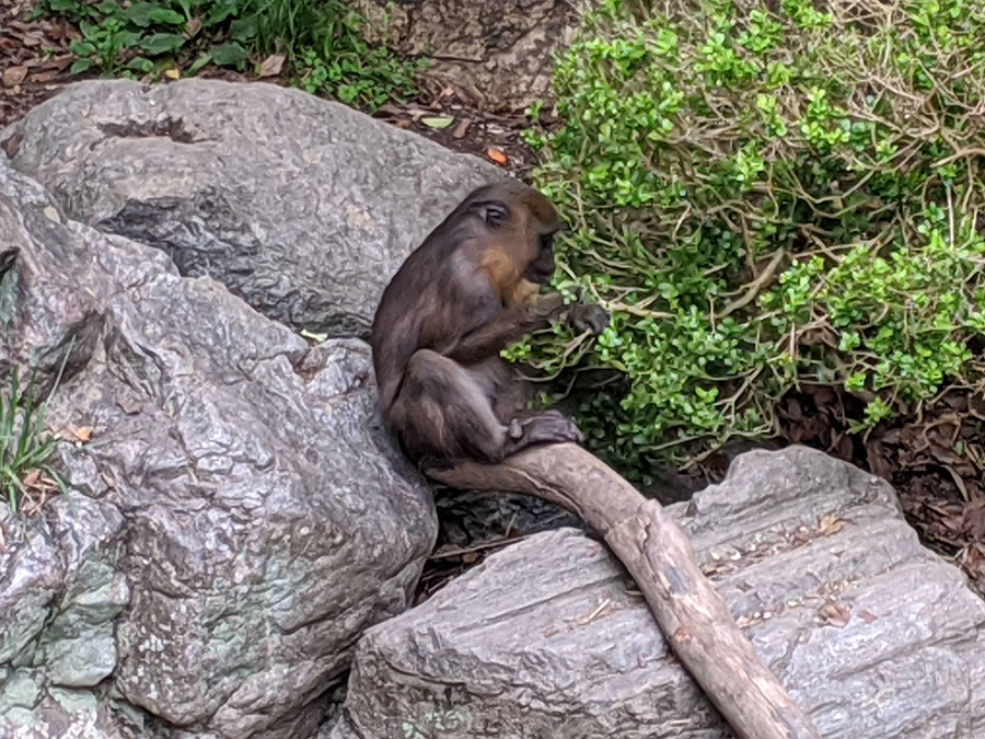 のいち動物公園のマンドリルの赤ちゃん