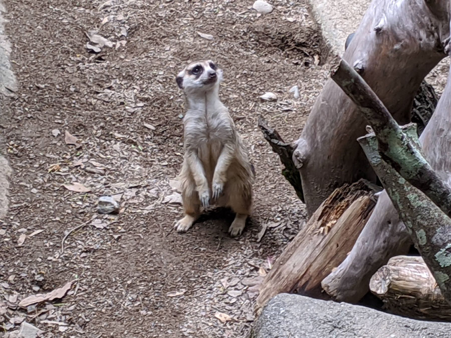 のいち動物公園のミーアキャット