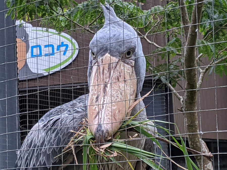 コチラを見るハシビロコウ