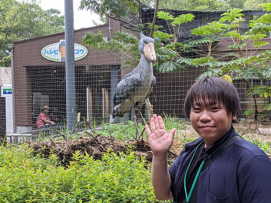 のいち動物公園のハシビロコウ