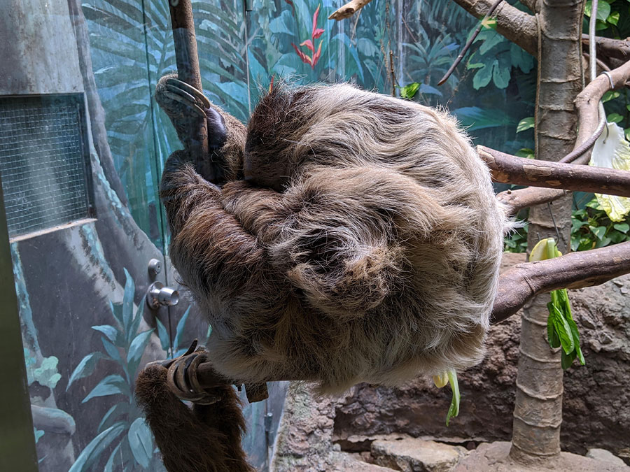 のいち動物公園のナマケモノ