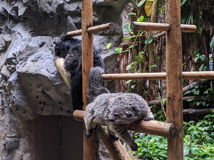 のいち動物公園のビントロング