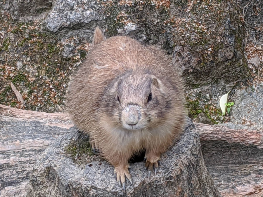 のいち動物公園のプレーリードッグ