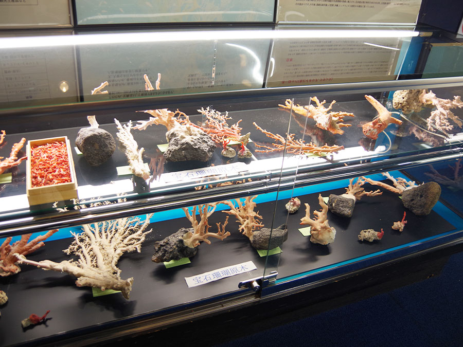 宝石珊瑚資料館「35の杜」の宝石サンゴ