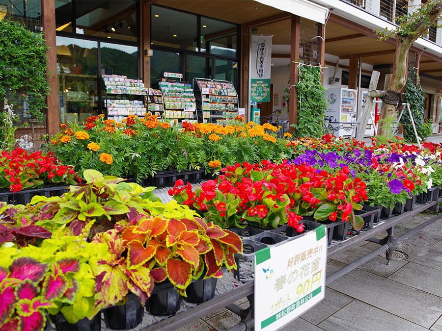 道の駅よって西土佐の花販売