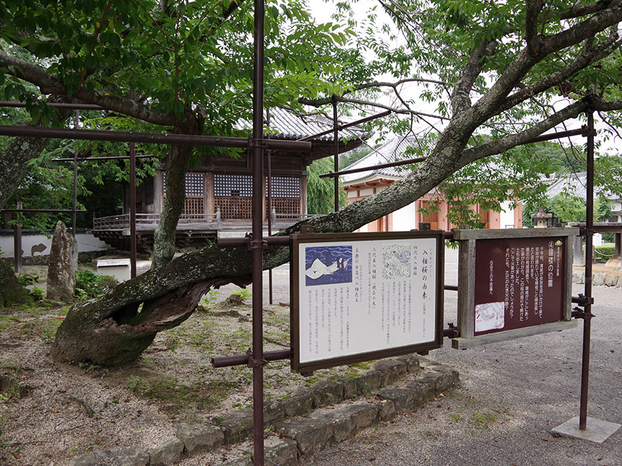 道成寺の入相桜