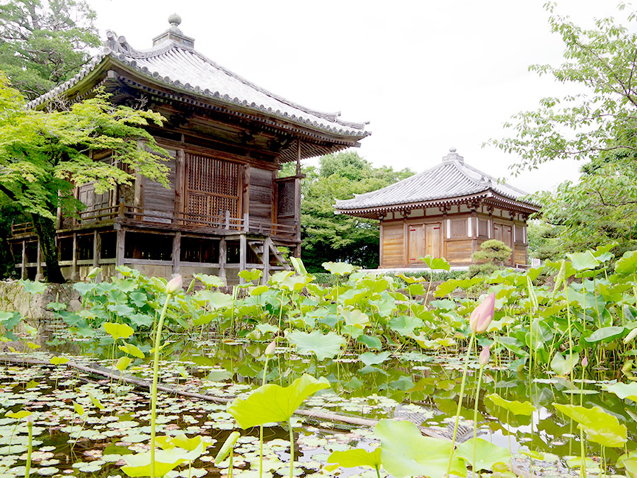 高山寺の蓮池