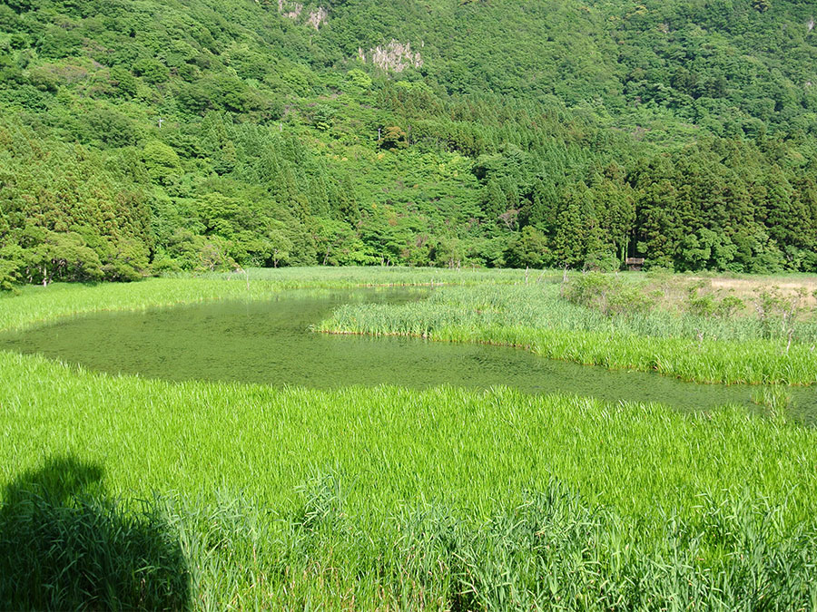 油井の池