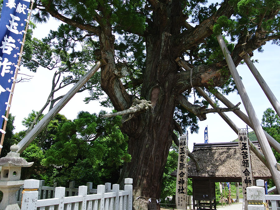 玉若酢神社の八百杉