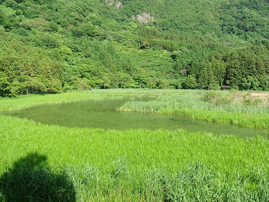 油井の池