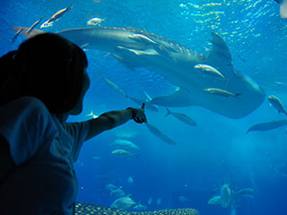 沖縄美ら海水族館