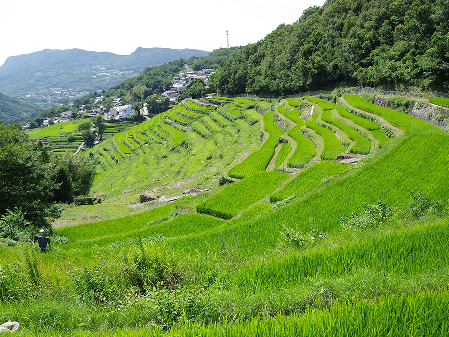 山の千枚田