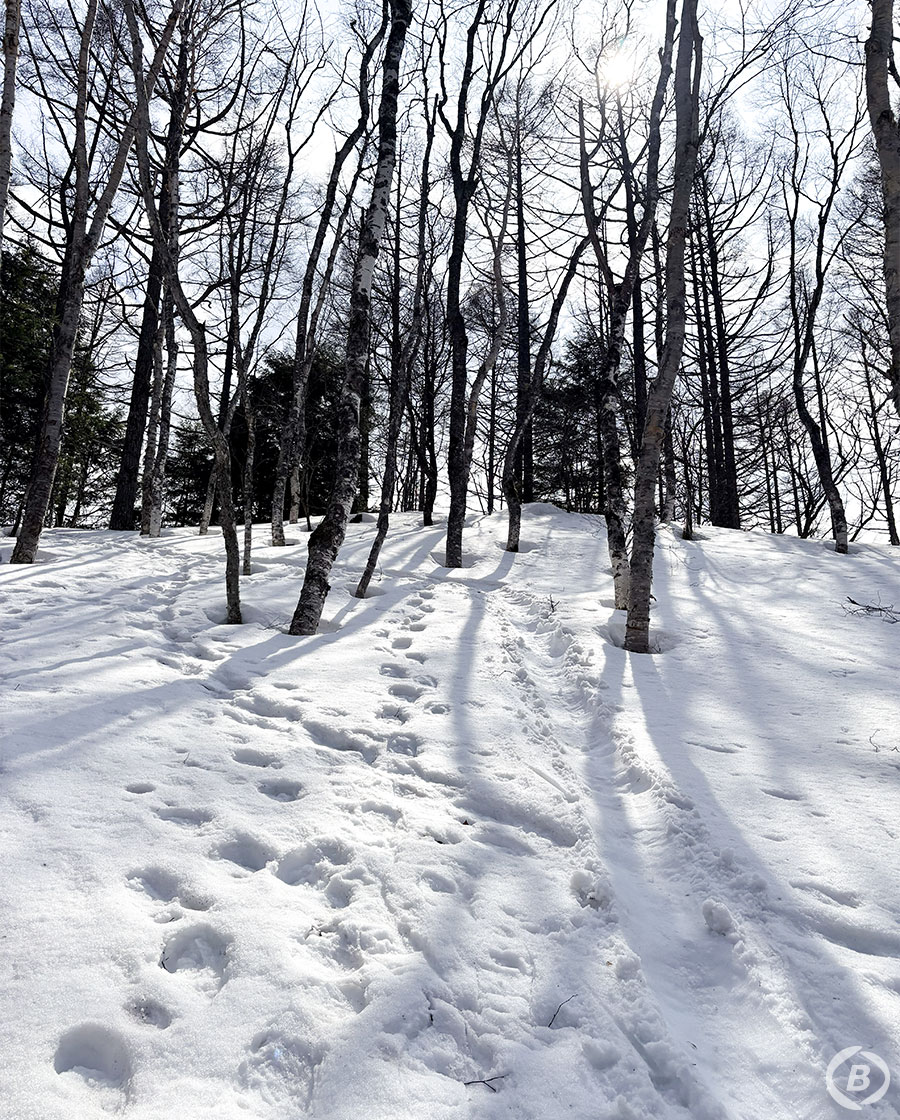 雪道