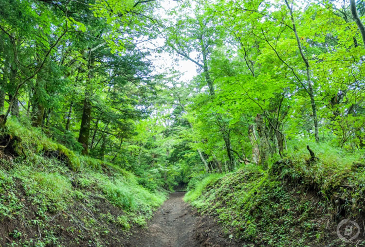 吉田口登山道