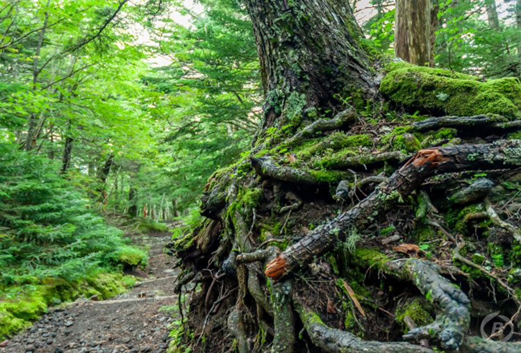 吉田口登山道