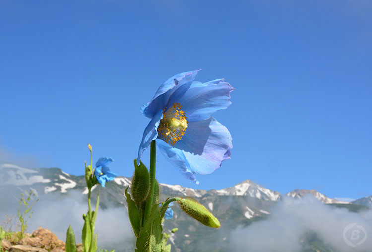 幻の花ヒマラヤの青いケシ