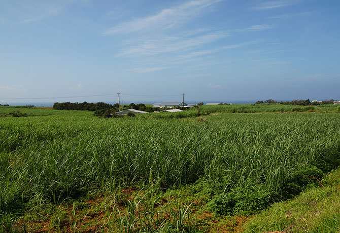 サトウキビ畑